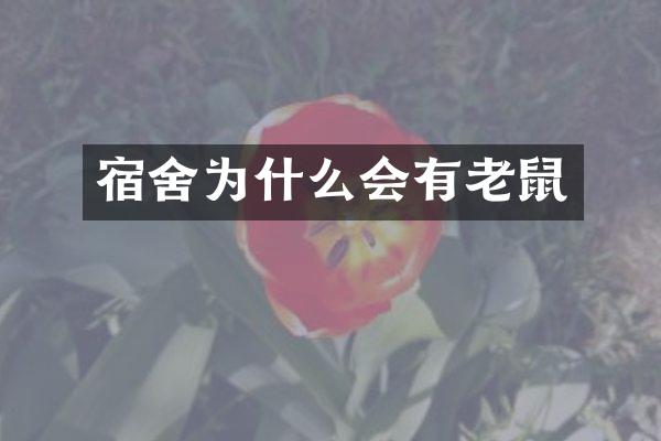宿舍为什么会有老鼠